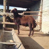 حیوان|حیوانات مزرعه|گمیشان, |دیوار