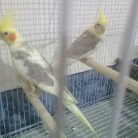 دوجفت عروس مولدباجوجه قیمت ارزان|پرنده|ساوه, |دیوار