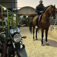 ورزش وتفریح وشادی|اسب و تجهیزات اسب‌سواری|یزد, |دیوار