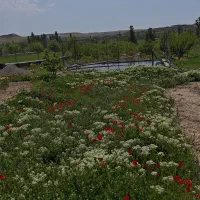 فروش باغی در نزدیکی روستای یوسفخان