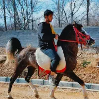 اسب|اسب و تجهیزات اسب‌سواری|شیراز, گویم|دیوار