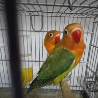 کوتوله برزیلی|پرنده|اصفهان, پروین|دیوار