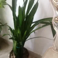 گل سان سوریا وآگلو نمای برفی