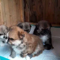 دوست حیوانات باشیم