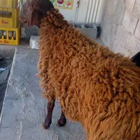 بره نرافشار