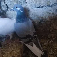 کفتر پرنده کبوتر