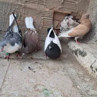 گرفتنی