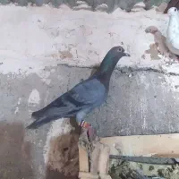 کبوتر سبز|پرنده|تاکستان, |دیوار