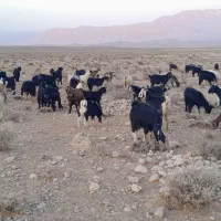 بز داشتی|حیوانات مزرعه|شیراز, ارم|دیوار
