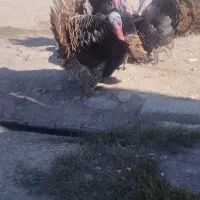 بوقلمون نر اصل محلی