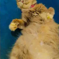 فروش گربه ماده پرشین اسکاتیش|گربه|لنگرود, |دیوار