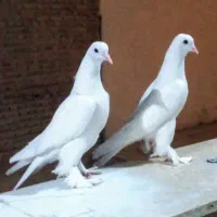 گمشده|حیوانات|تبریز, |دیوار