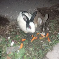 فروش خرگوش خانگی