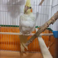 عروس هلندی گمشده