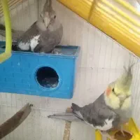 یک جفت عروس هلندی نر وماده