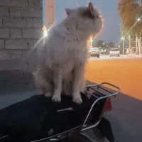 سگ کاملا سالم حرف گوش کن تو خونه نگهداری میشه