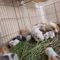 انواع خوکچه هندی بزرگ و کوچک|موش و خرگوش|اصفهان, بوستان ناژوان|دیوار