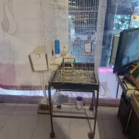 عروس هلندی نروماده باتمام لوازم|پرنده|تربتحیدریه, رجایی|دیوار