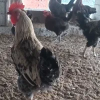 خروس ومرغ محلی ۳۰عدد وزن بالاوتخم مرغ نطفه دار|حیوانات مزرعه|هادی شهر, |دیوار