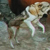 سگ پژدر|سگ|سنندج, |دیوار