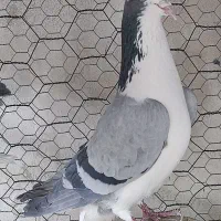 نر سینه واز بدون تیر سفید ۵۰۰