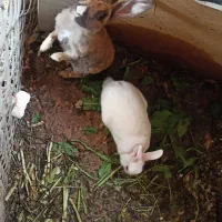 خرگوش بزرگ و کوچک