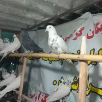 کفتر غریبگیری۱۷تا