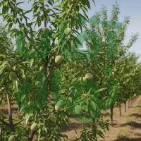 خرید نـهـال گـردو پربار برای کاشت تجاری|خدمات باغبانی و درختکاری|اشنویه, |دیوار