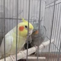 عروس هلندی سینامون ماده با قفس و لوازم|پرنده|پاکدشت, پاکدشت (مامازند)|دیوار