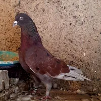 کبوتر بعدظهری