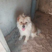 سگ شیتزو و اشپیتز نر