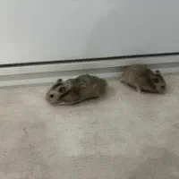 همستر اهلی|موش و خرگوش|اندیمشک, |دیوار