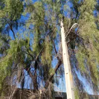 خرید چوب خدمات انجام حرص درخت وخرید چوب|خدمات باغبانی و درختکاری|بندرعباس, |دیوار