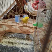 قناری نر مست خون|پرنده|مشهد, رده|دیوار