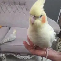 دوعدد پرنده عروس هلندی