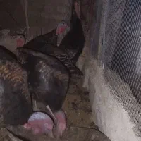 فروش 3عدد بوقلمون نر دونه ای دو ملیون