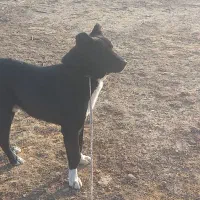 کبوتر|سگ|فامنین, |دیوار