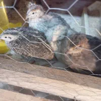 بلدرچین از جوجه تا مولد موجود|پرنده|رشت, علی آباد|دیوار