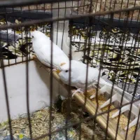 مرغ عشق هلندی سفید|پرنده|باوی, |دیوار