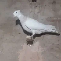 کفتر|پرنده|سبزوار, شرق کال عیدگاه|دیوار