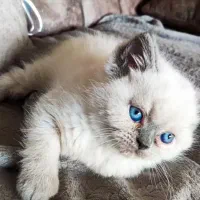 گربه