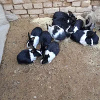 خرگوش|موش و خرگوش|انار, |دیوار