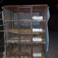 توربند مرغی چهار طبقه پراید باری پیکان باری مرتب