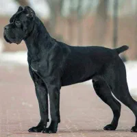 واگذاری فوری سگ کنکورسو و افغان و ژرمن