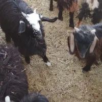 سلام|حیوانات مزرعه|خاش, |دیوار