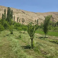 فروش زمین ۱۴۵۰ متری در فیروزکوه شهر ارجمند|فروش زمین و ملک کلنگی|تهران, هاشم‌آباد|دیوار