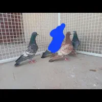 قره و طاووسی|پرنده|شیراز, آزادگان|دیوار