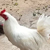 خروس محلی اصل