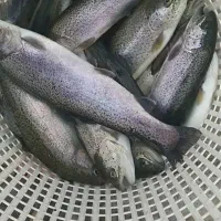 فروش ویژه ماهی قزل‌آلا