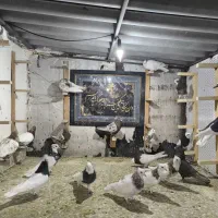 کفتر طوقی سینه شهری